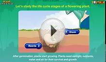 Plant Life Cycle - Online Lesson for 3rd Grade